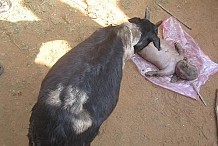 Une chèvre donne naissance à une créature qui semble être….un être humain !